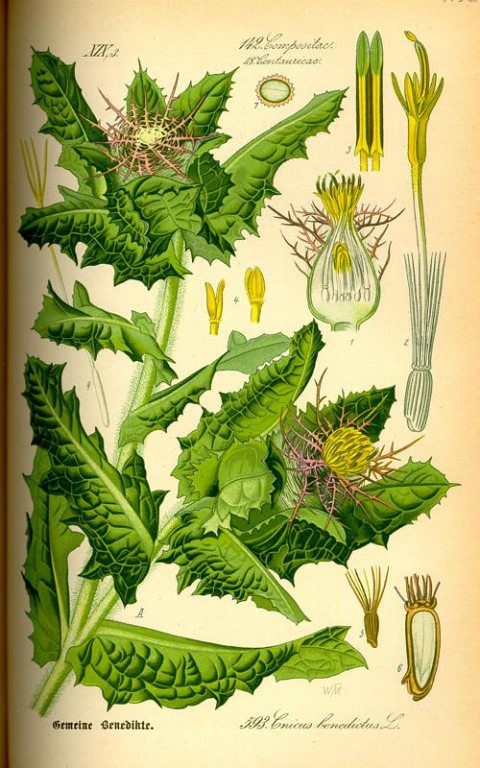 Kardobenediktenkraut (Benediktenkraut) bio